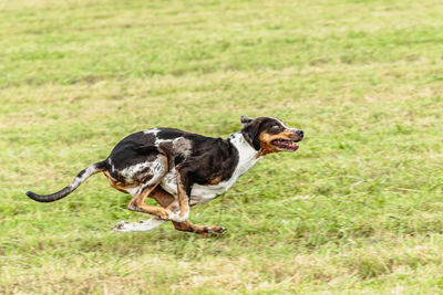 Catahoula leopard dog running in and chasing coursing lure on field