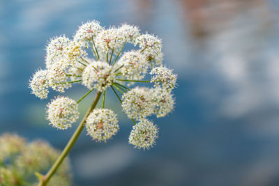 Close-up of white flowering plant