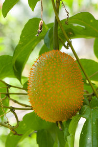 Close-up of fresh orange flower