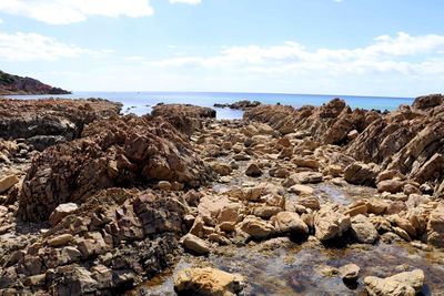 Plants growing by sea against sky