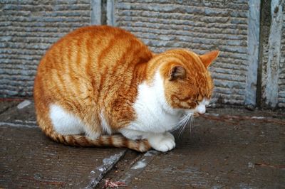 Close-up of a cat lying on footpath