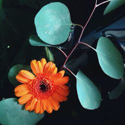 Close-up of flower