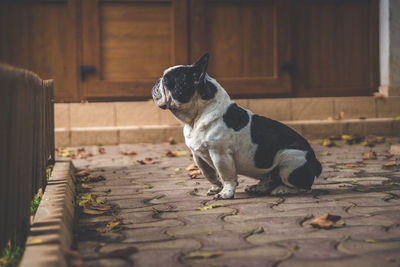 Side view of dog sitting outdoors