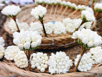 Close-up of white flowering plant in basket