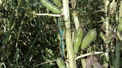 Close-up of insect on plant