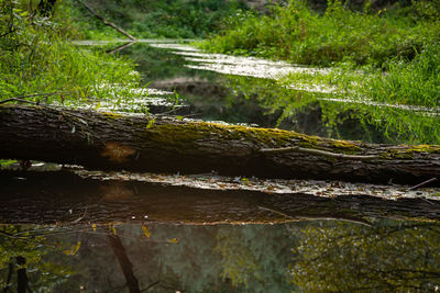 Scenic view of waterfall in forest