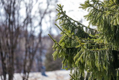 Close-up of pine tree during winter