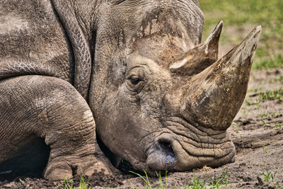 Heidekreis, germany,june 6, 2019, serengeti park, white rhinoceros,  ceratotherium simum 