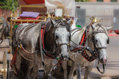 Close-up of horse-drawn carriage for tourists