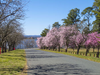 View of cherry blossom trees along road