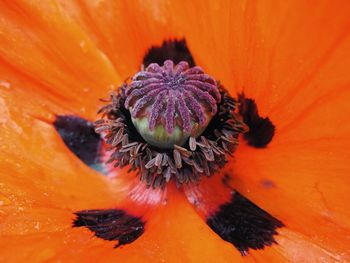 Extreme close-up of orange flower pollen