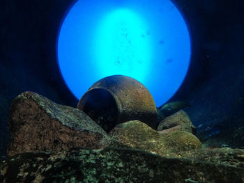 Fish swimming in sea