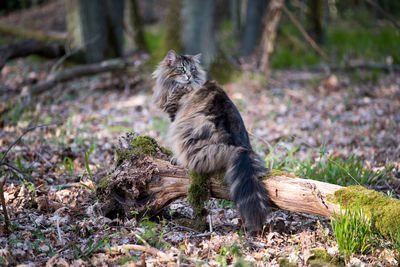 Free living norwegian forest cat in wilderness