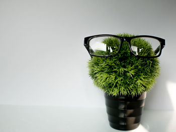 Close-up of potted plant on table against white background