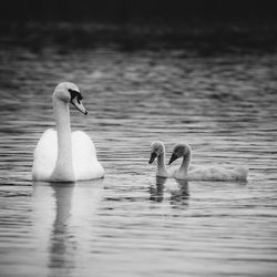 Swans swimming in lake