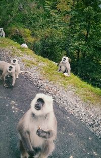 High angle view of langurs on road