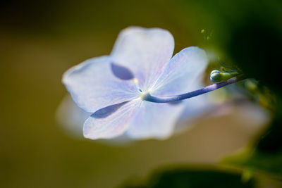 Close-up of purple flowering plant