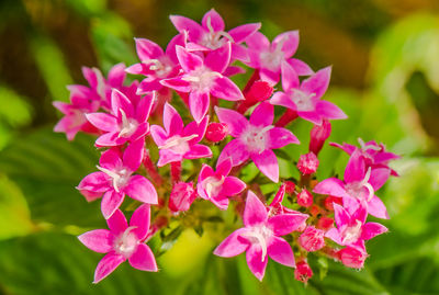 Close-up of pink flowering plants