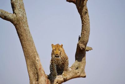 Low angle view of lizard on tree against clear sky