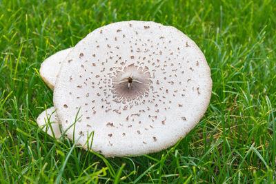 High angle view of mushroom growing on field