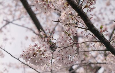 Low angle view of cherry blossoms