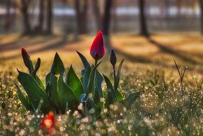 Close-up of flowers against blurred background