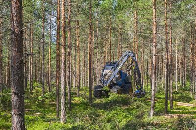 Forestry thinning with a harvester in a forest