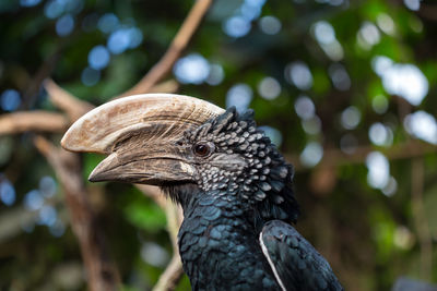 Close-up of eagle