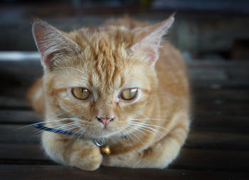 Close-up portrait of cat relaxing outdoors