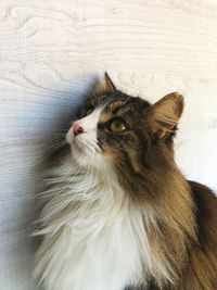 Close-up of cat looking up