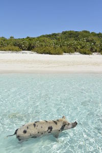 Swimming pig in paradisiac beach