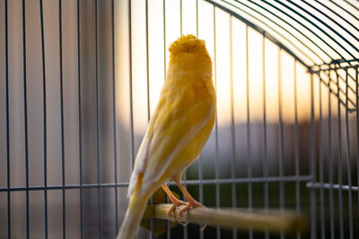 Close-up of yellow bird perching in cage