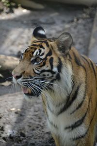 Close-up of tiger