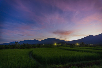 The view of the green rice fields in the early morning with the beautiful mountain range