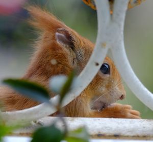 Close-up of an animal against blurred background