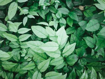 Full frame shot of green leaves