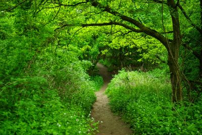 Footpath amidst plants and trees in forest