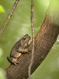 Close-up of lizard on tree trunk