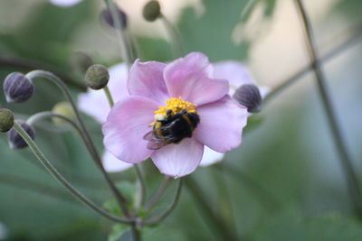 Close-up of bee pollinating on purple flower