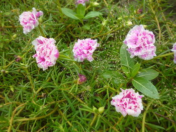 Close-up of pink flower blooming in field