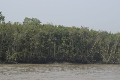 Scenic view of river amidst trees against sky