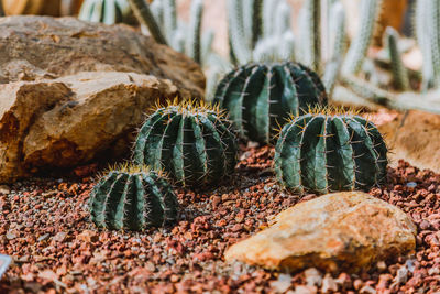 Close-up of succulent plant on rock