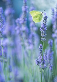 Close-up of lavender blooming outdoors