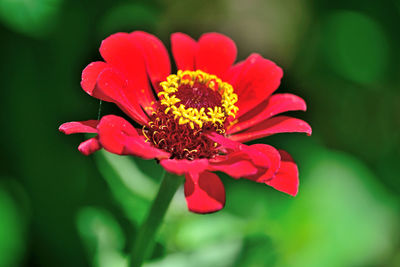 Close-up of red rose flower