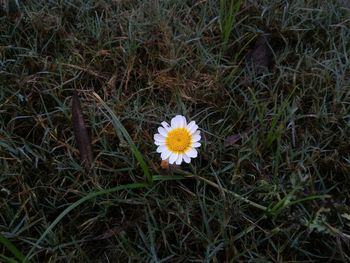 Close-up of white daisy flowers blooming in field