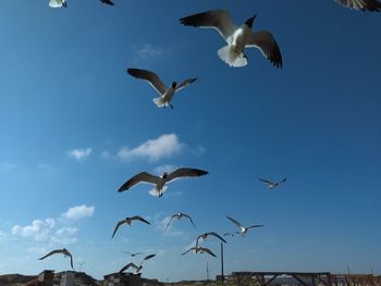 Low angle view of seagulls flying against sky