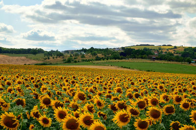 Scenic view of sunflower field against cloudy sky