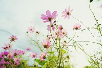 Low angle view of pink flowers