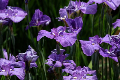 Close-up of purple flowering plants