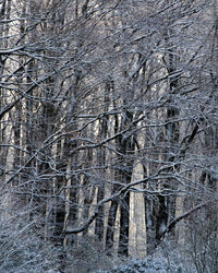 Bare trees on snow covered land